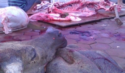 Chiêu hô biến trâu chết, lợn sề thành bò tươi của “phù thủy đồ tể”